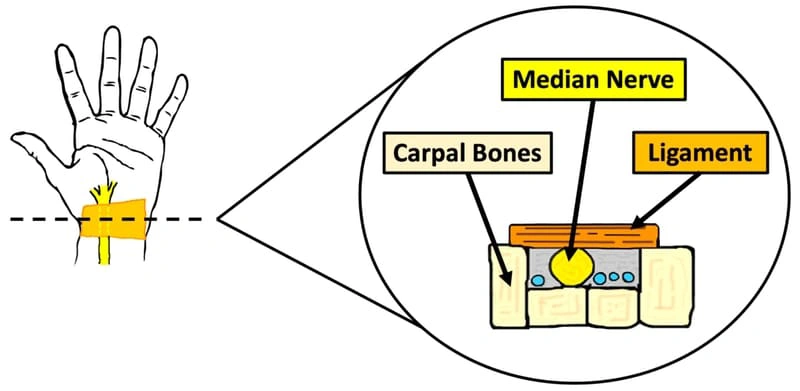 A cross section of the carpal tunnel