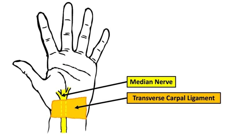 The position of the median nerve in the wrist